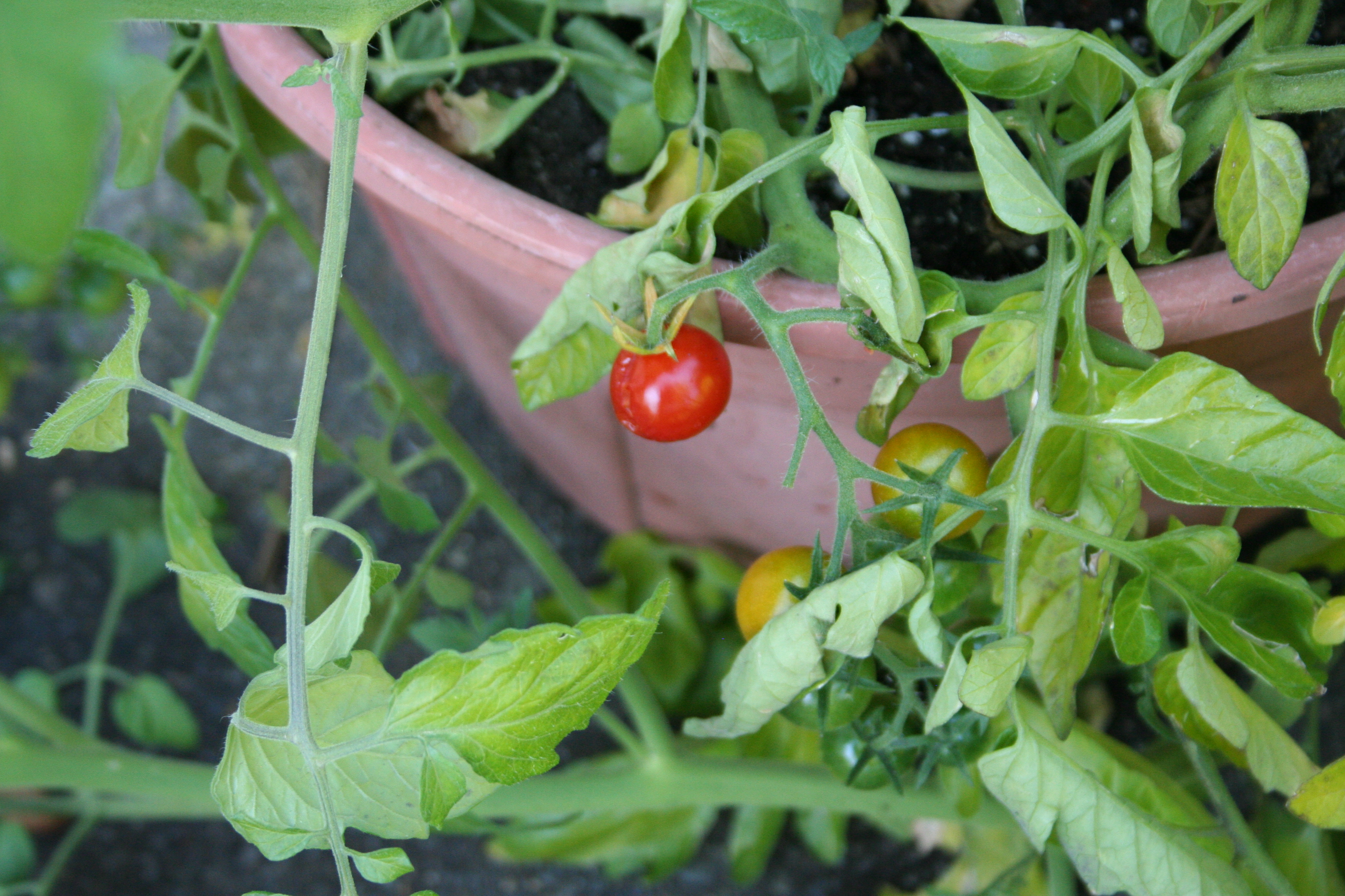 Cherry Tomatoes