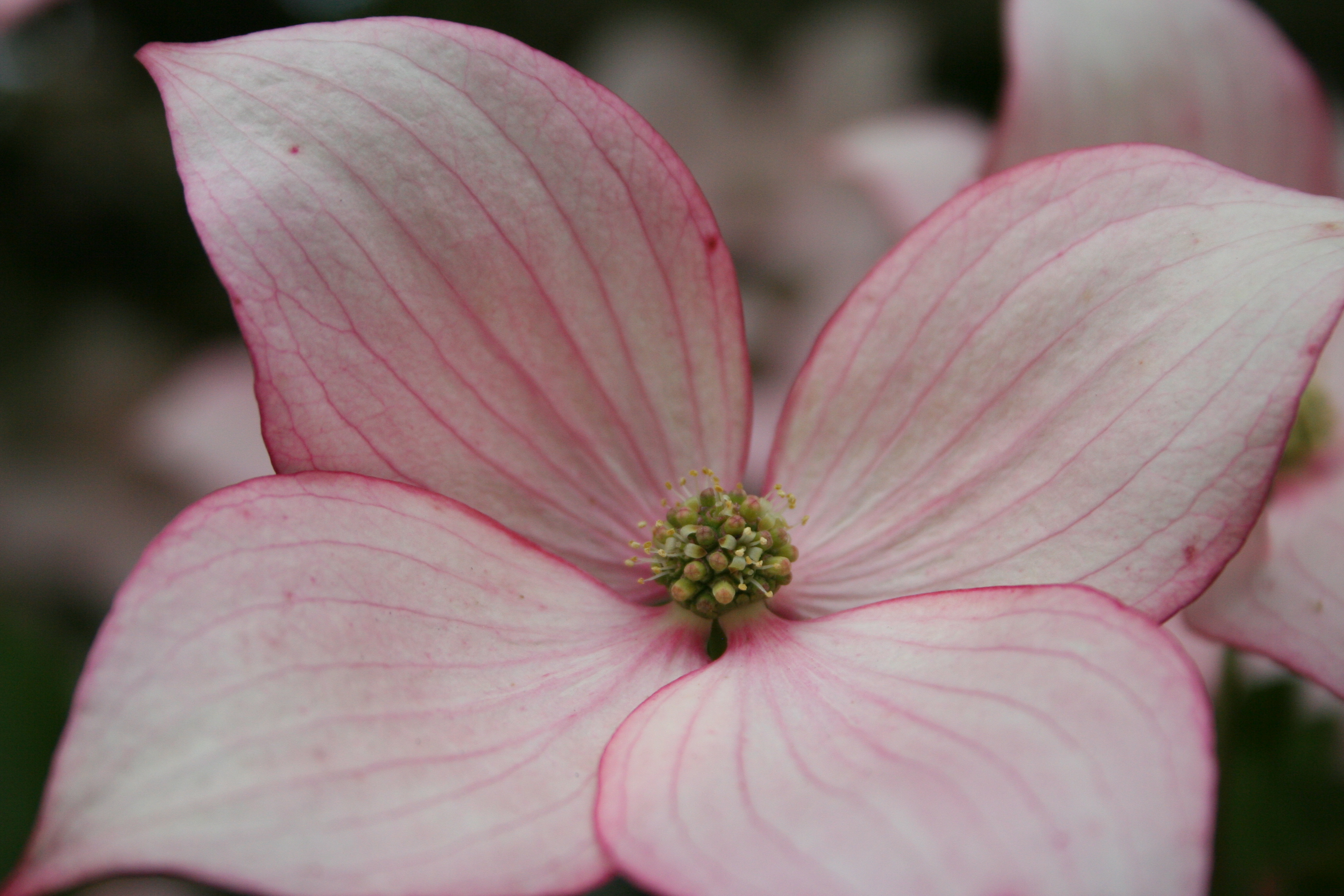 Dogwood