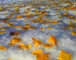 Yellow-leaves-on-snow