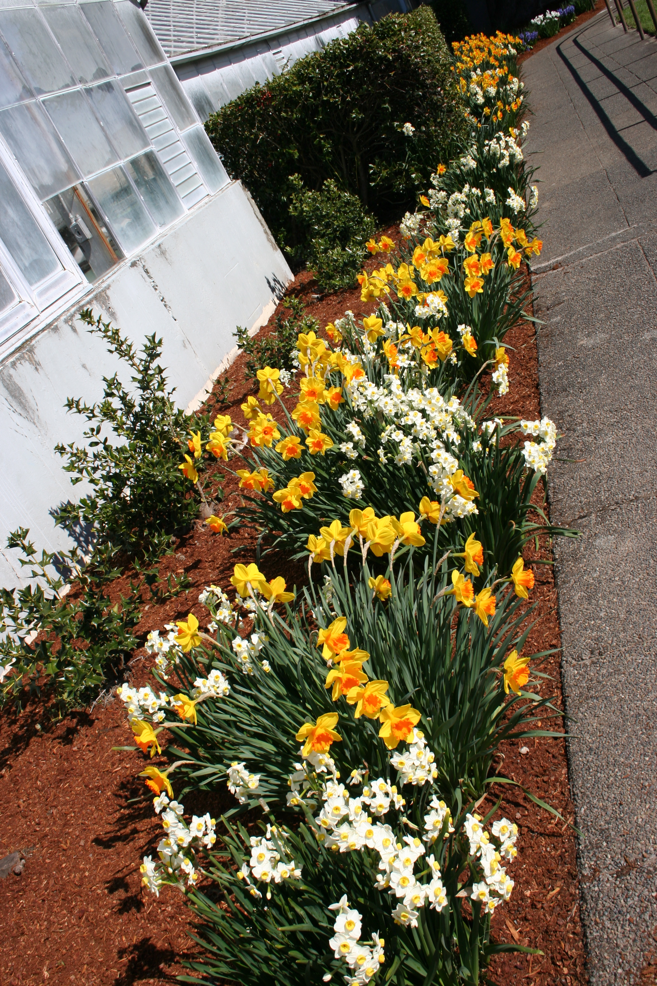 Daffodil Bed