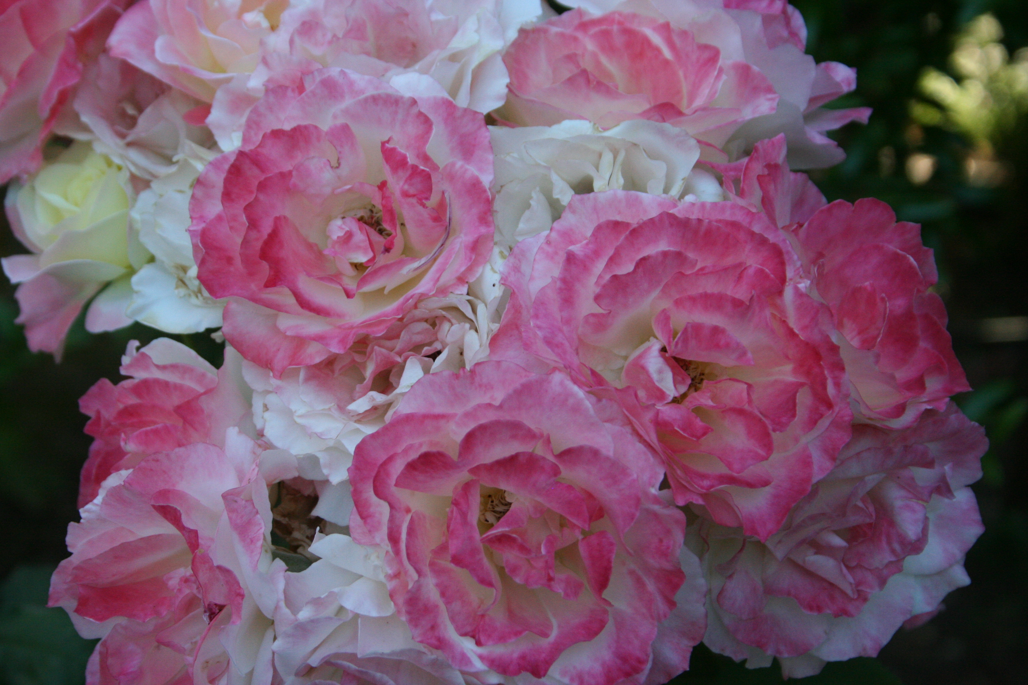 Roses From Judy's Garden