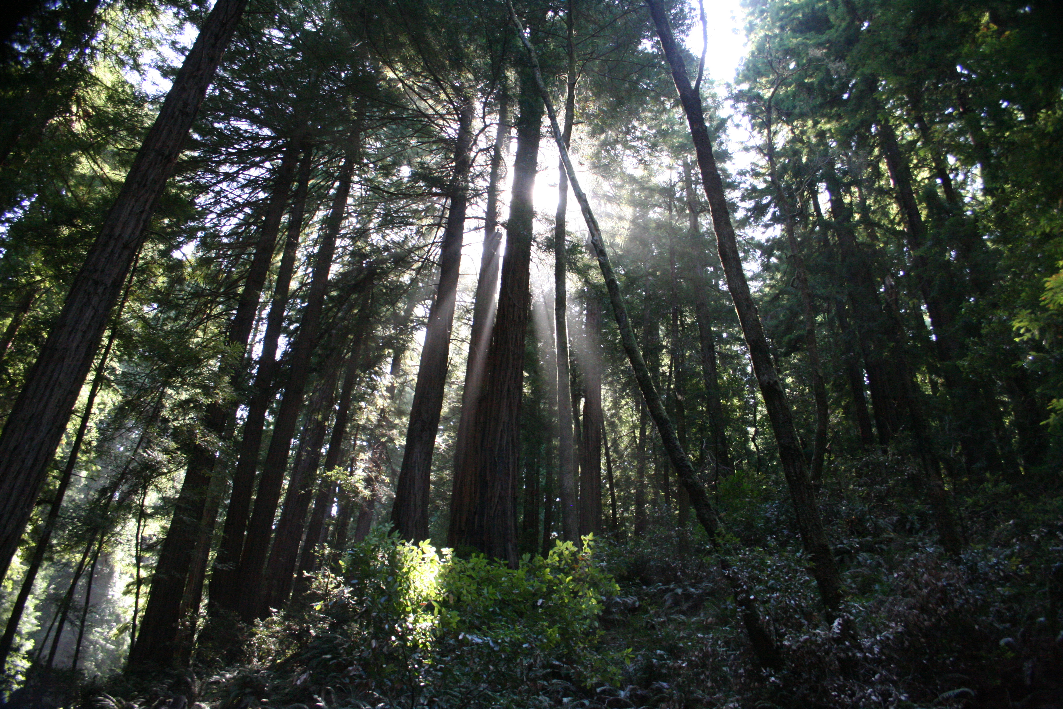 Sun Redwoods