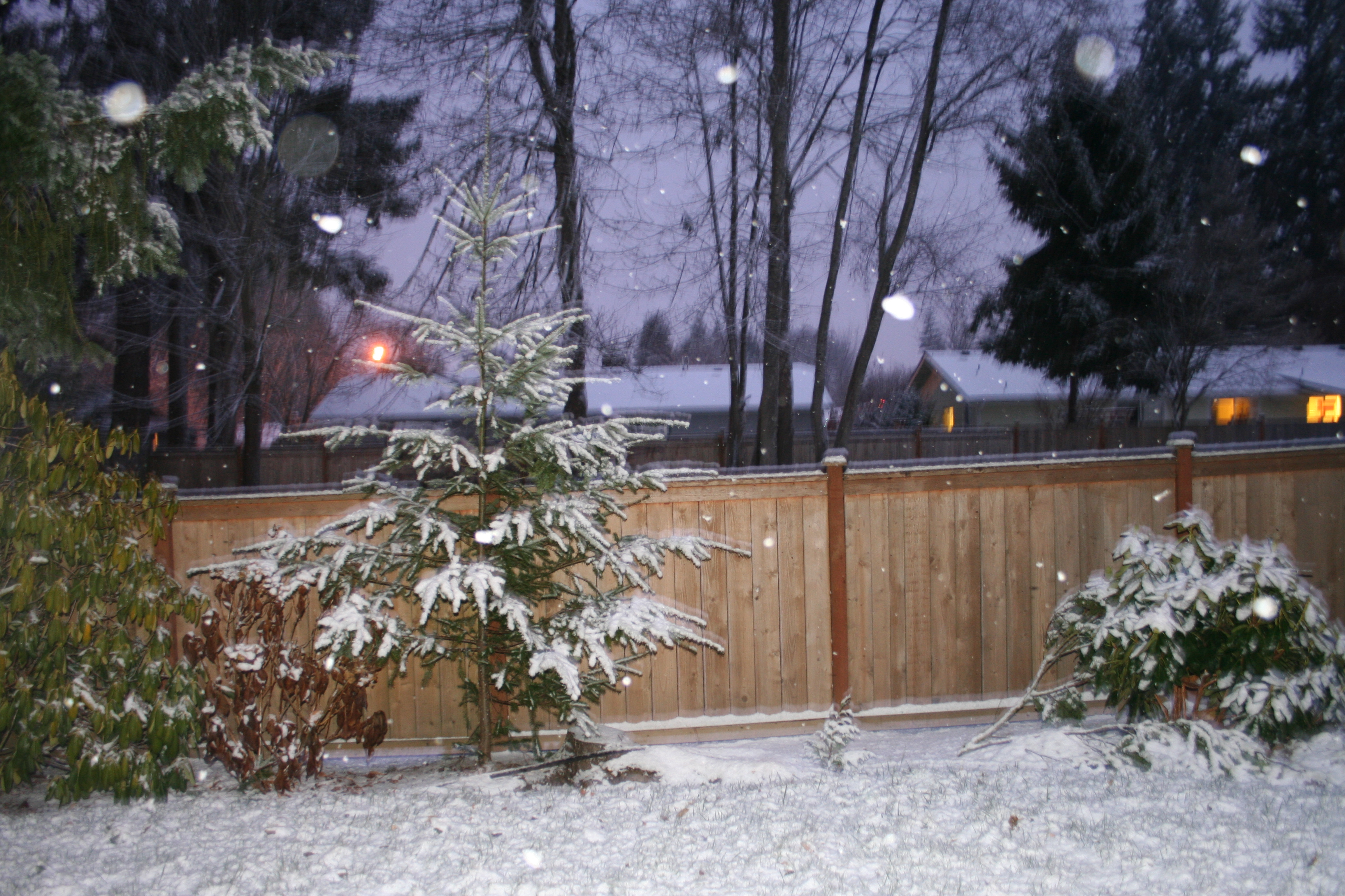 Snow in Yard