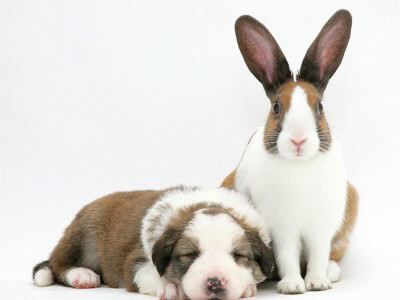 Rabbit and Dog White With Brown