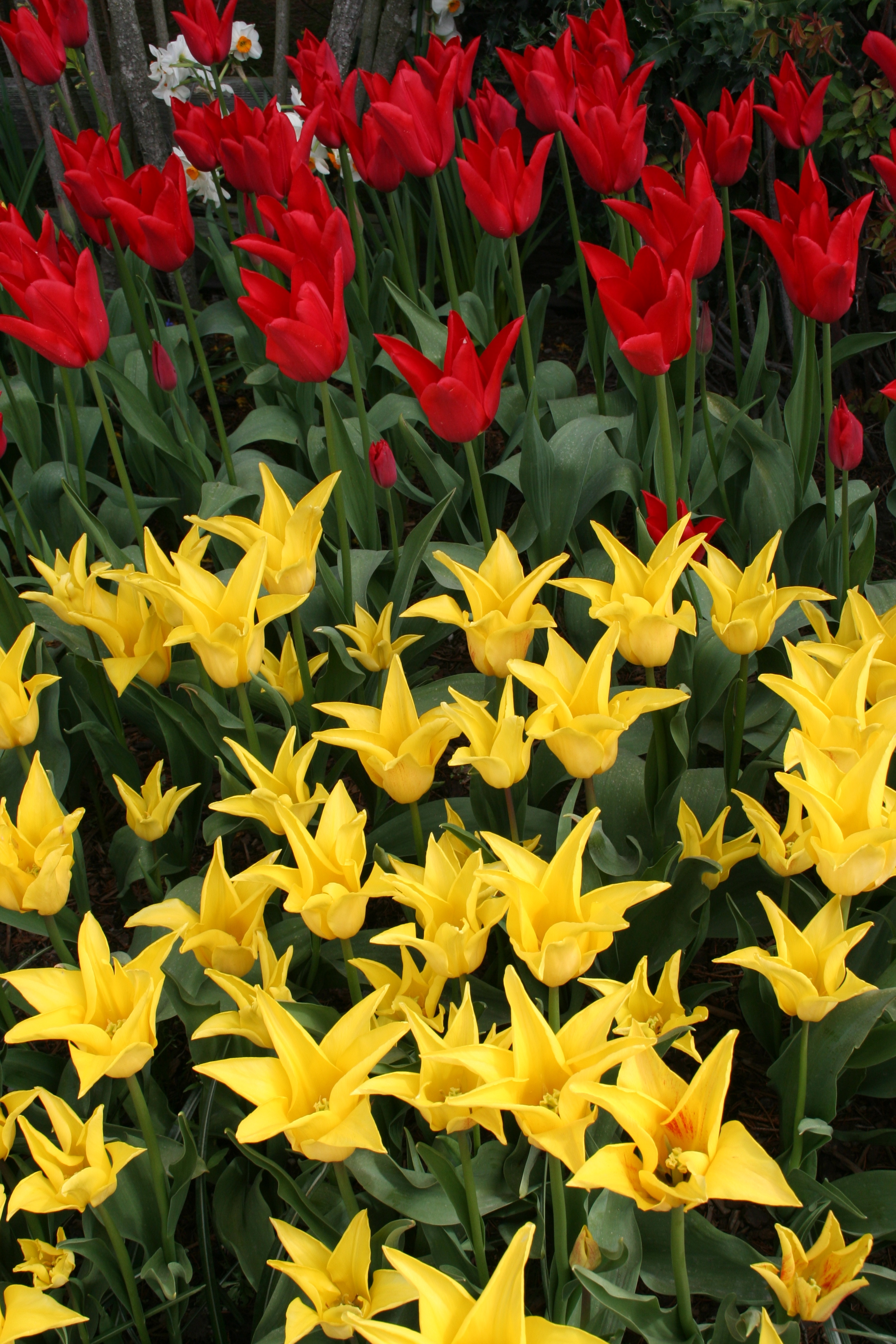 Tulips Red and Yellow Spiked in Bed