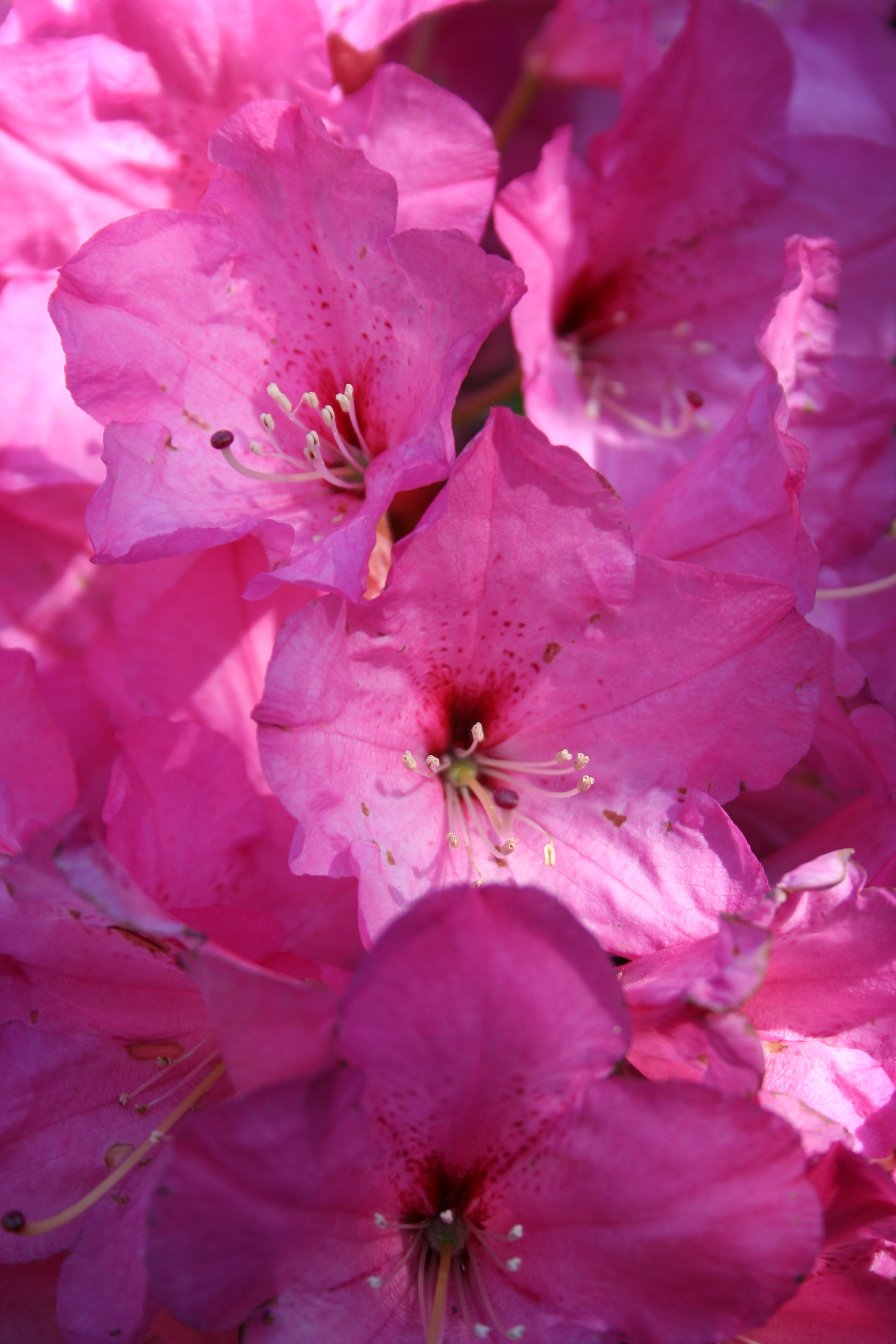 Rhodie Pink 2013