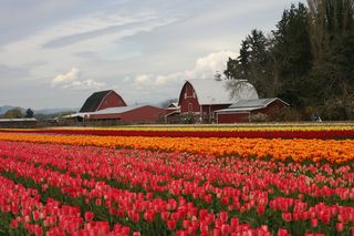 Tulips and Barns