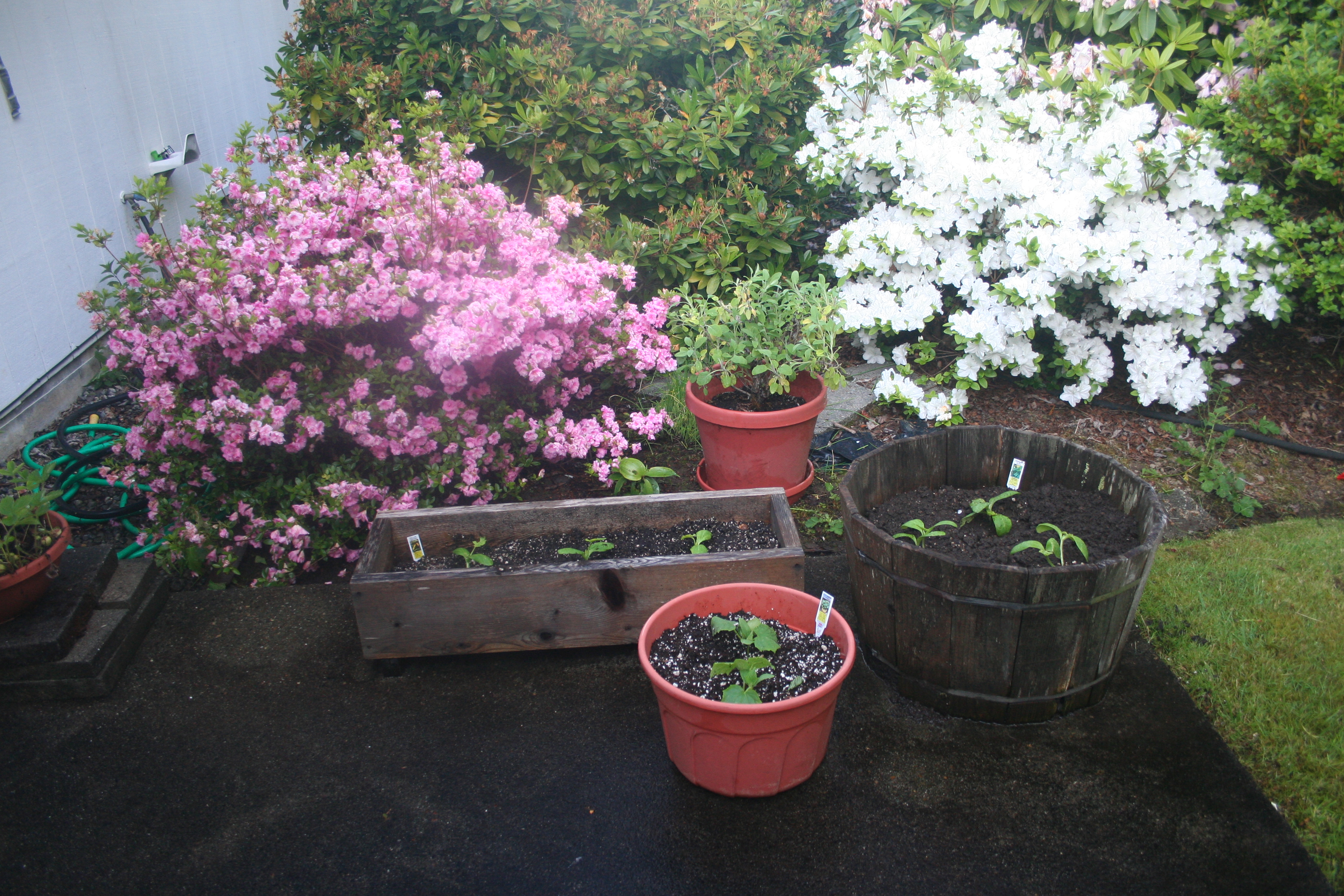 Patio Garden With Flowers