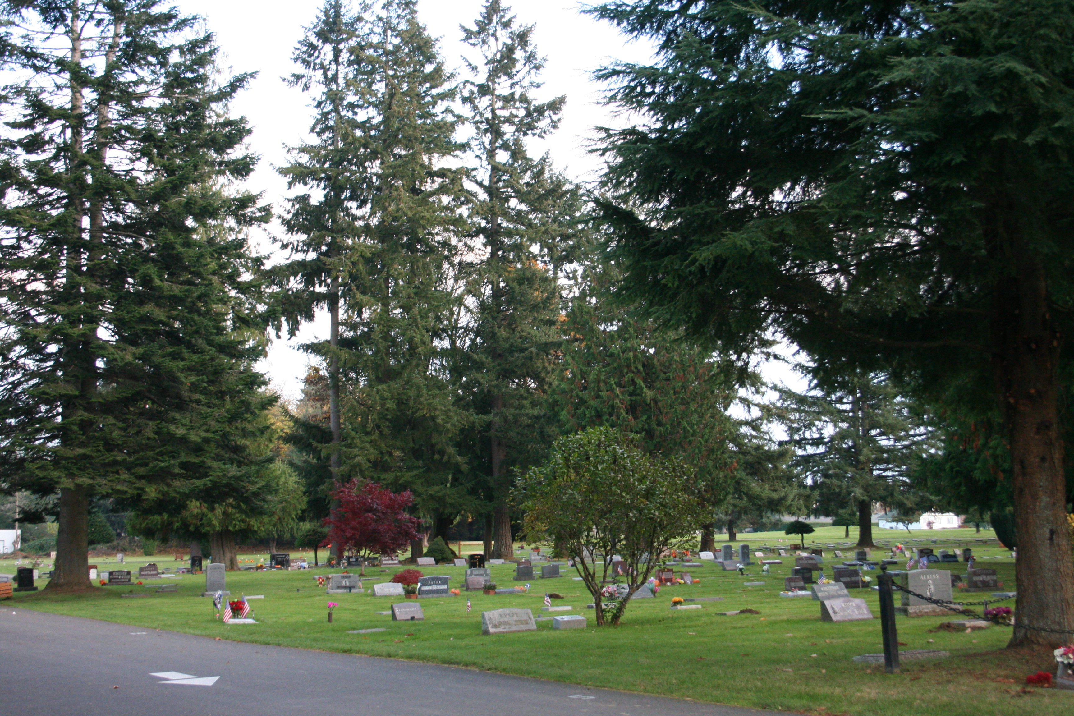 Cemetery Trees