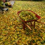 Fall Wheelbarrel