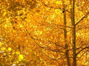 Colorado Golden-Aspens-medium-300x225