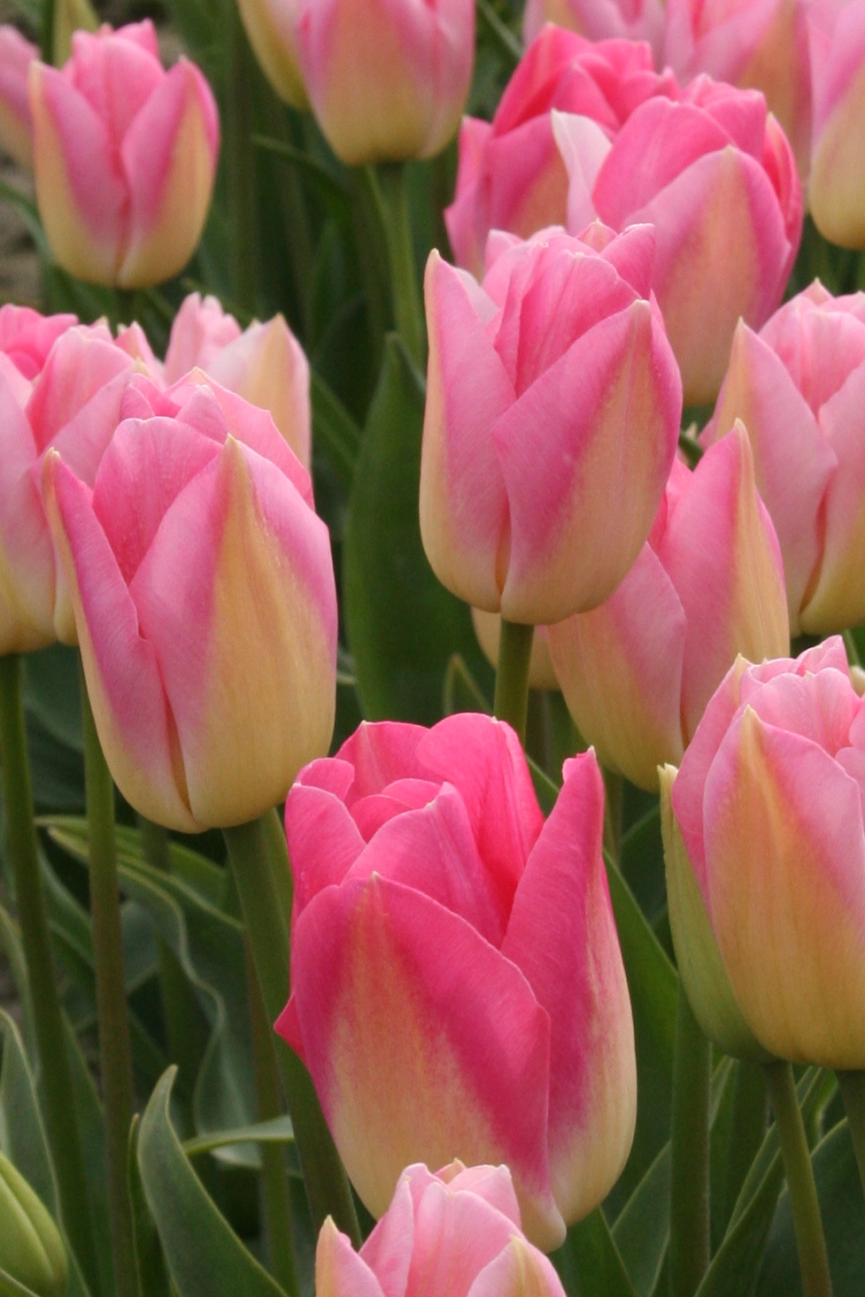 Tulips Pink Big