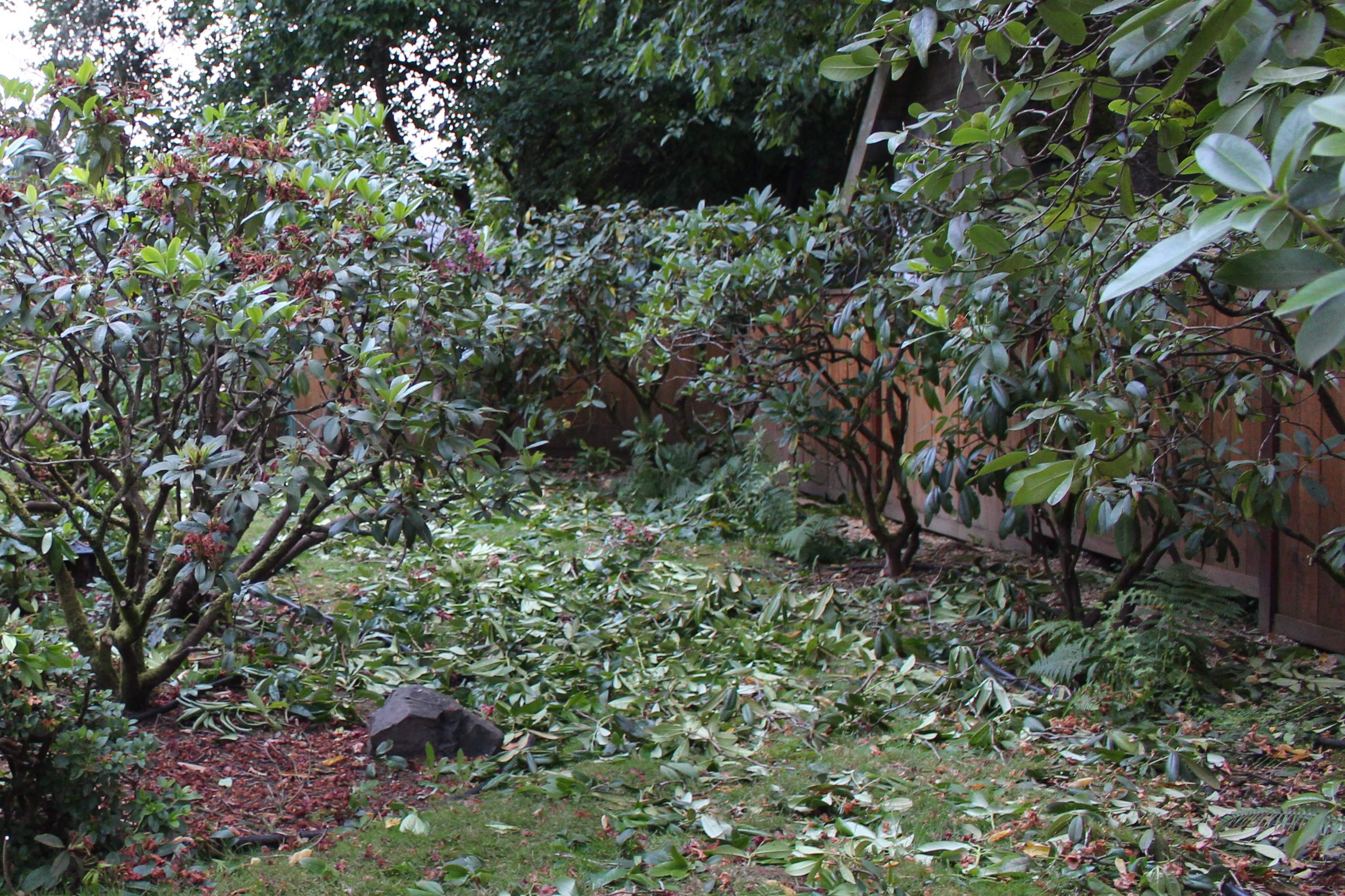 Rhodies Deane Pruned IMG_0225 Rhodies Deane Pruned IMG_0225