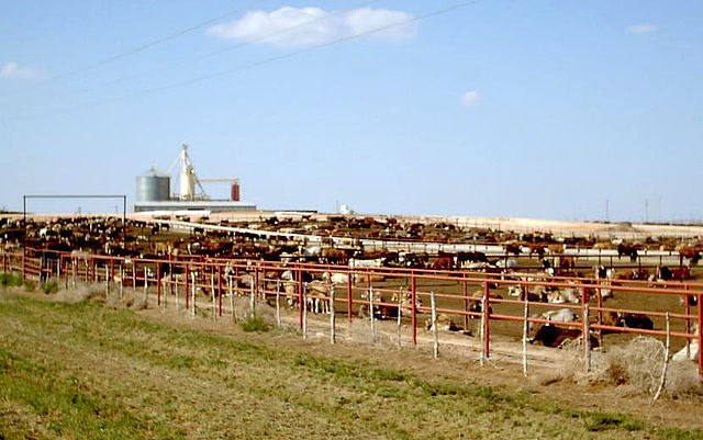 Feedlot-1 Photo H20_2
