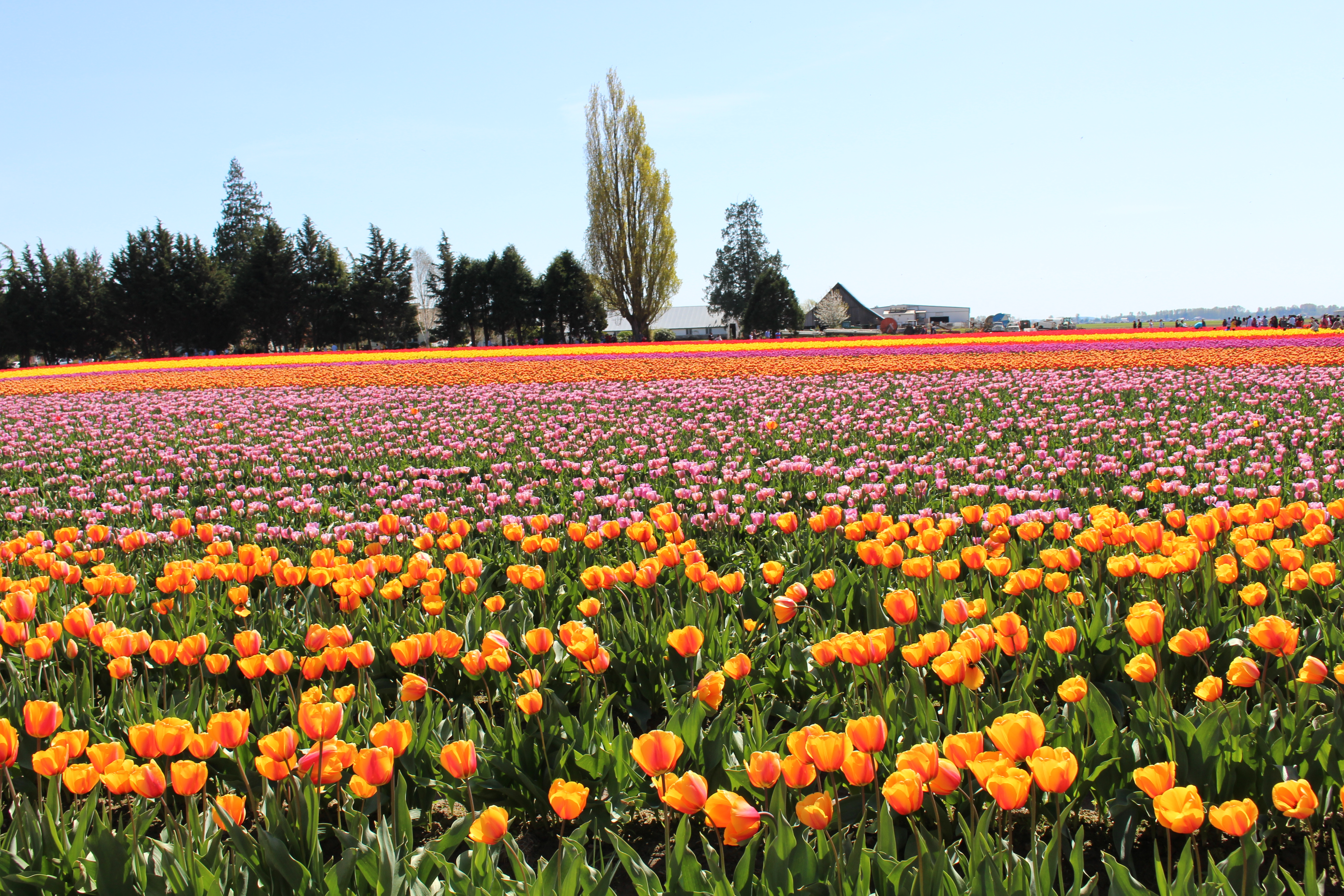 Tilips Purple IMG_1825