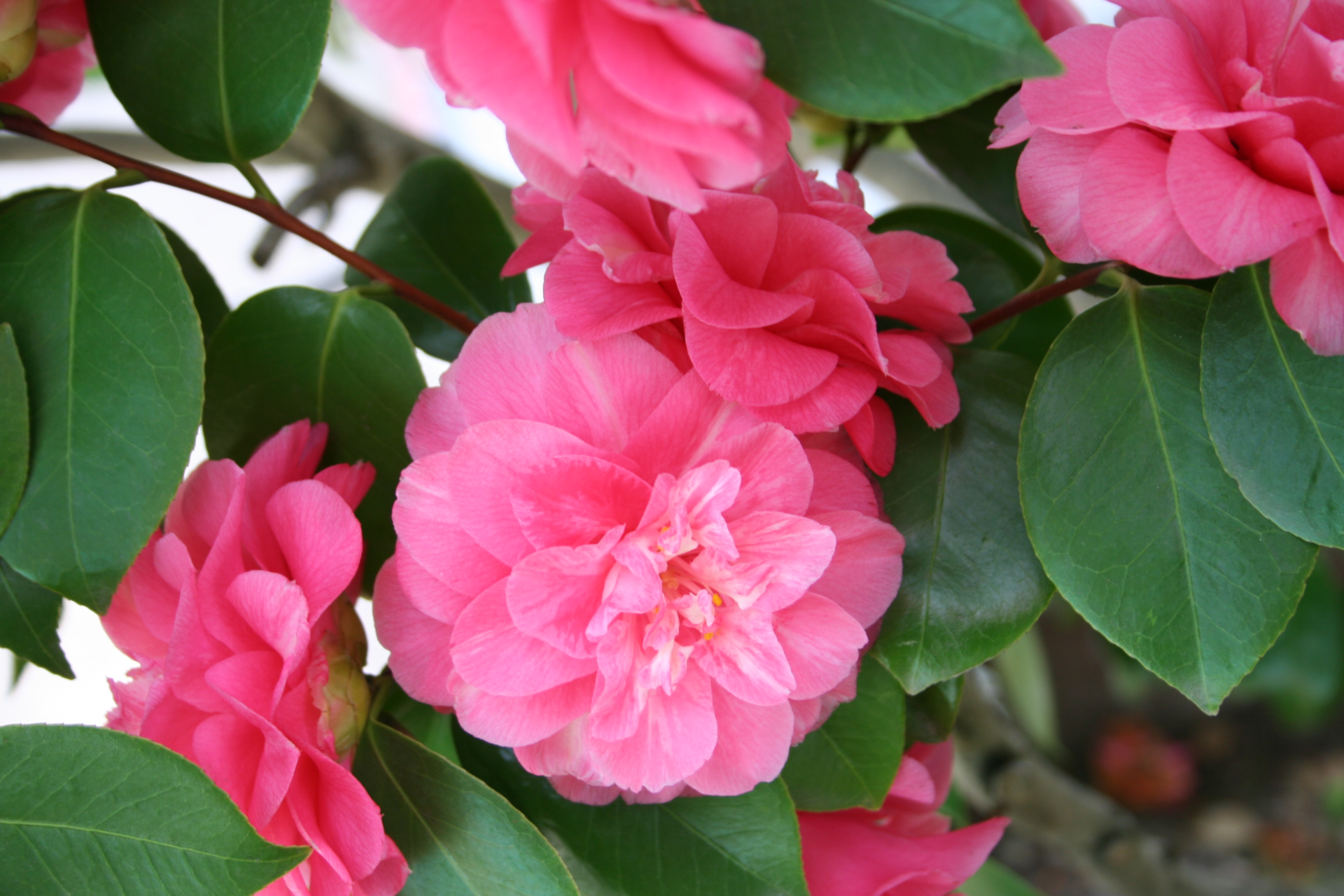 Camelia