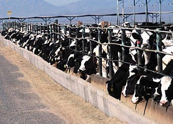 Cattle2