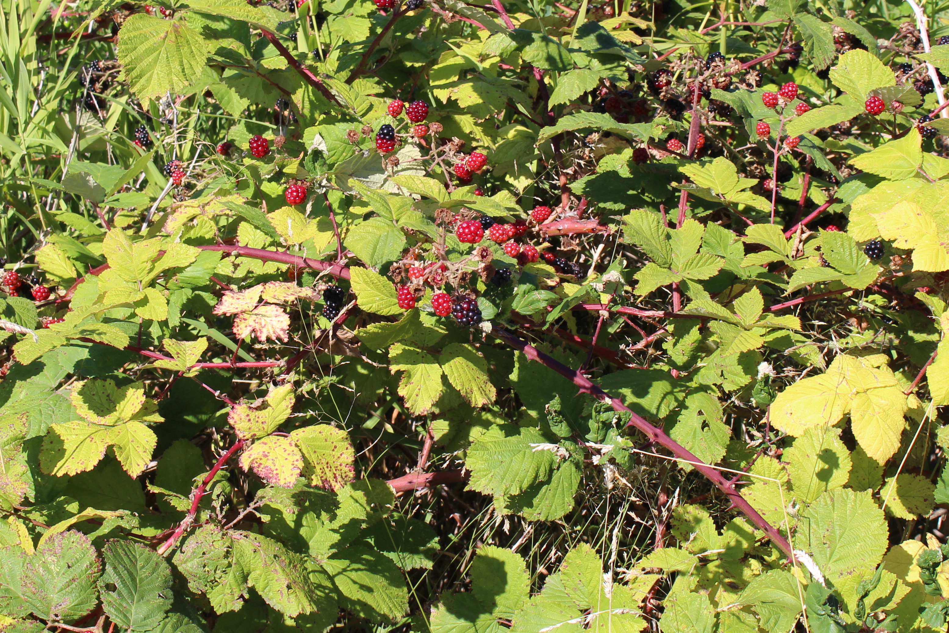 Blackberries 2 IMG_9509