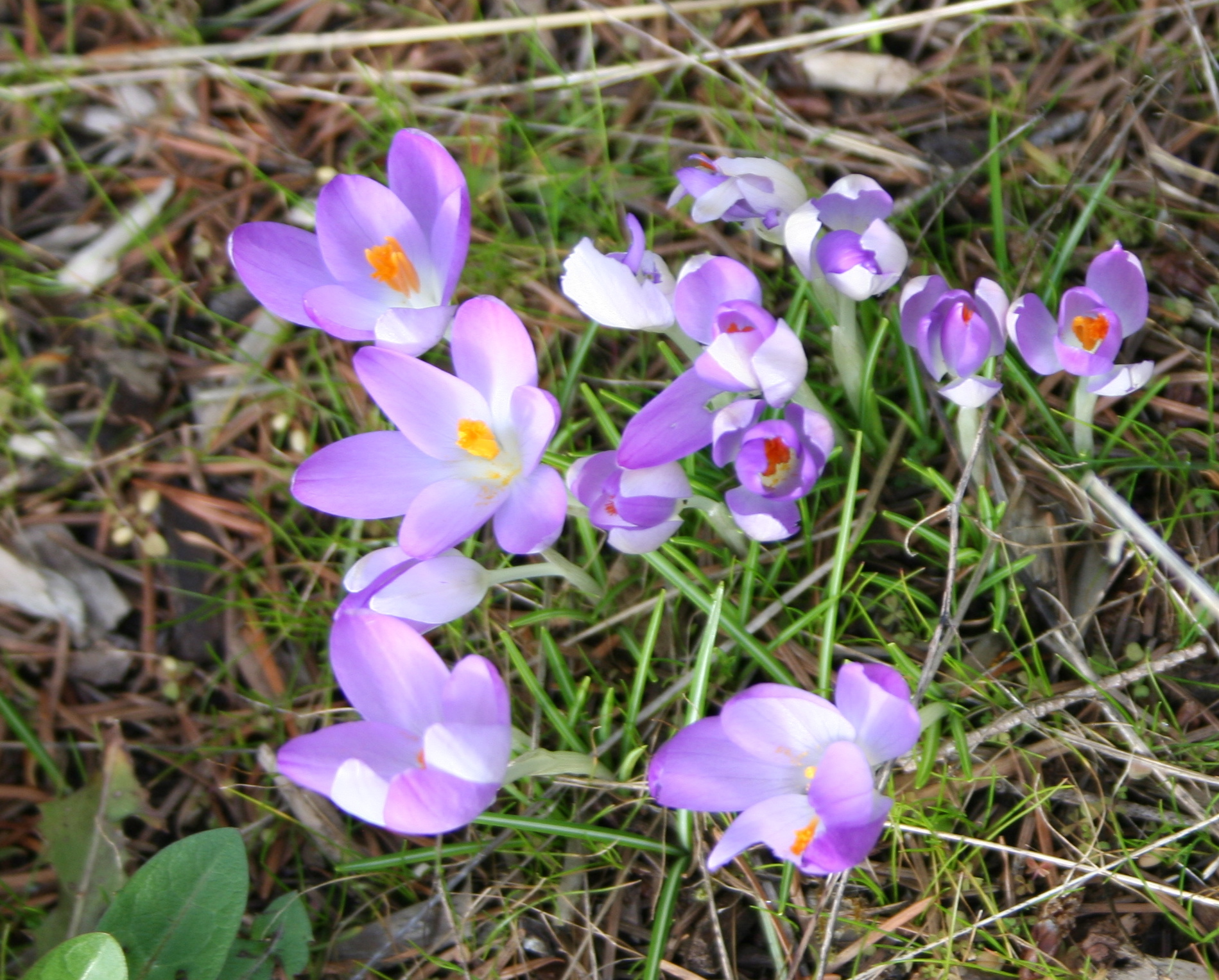 Crocuses Spring Covington 3013