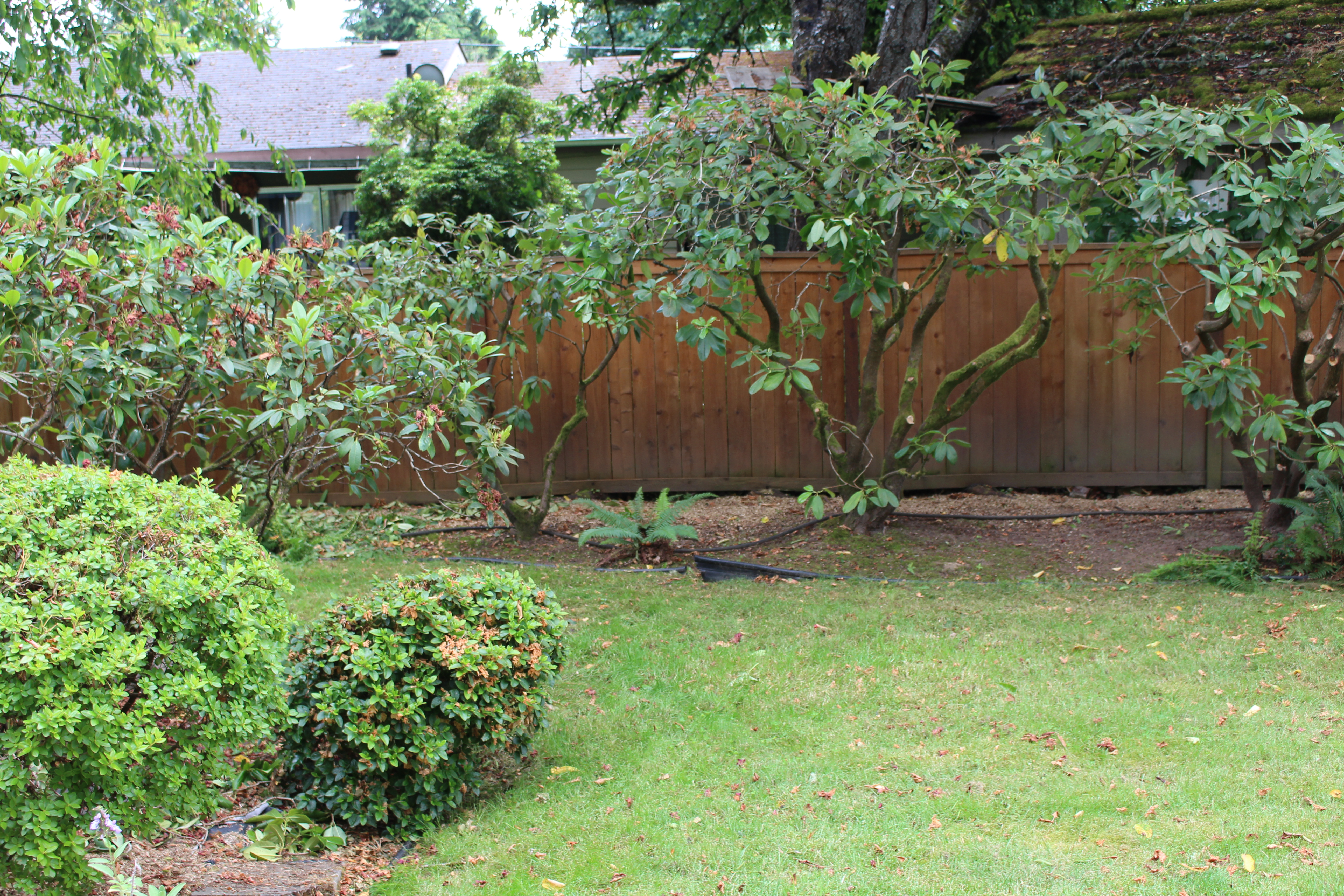 Rhodies Pruned No Clippings IMG_0227 Rhodies Pruned No Clippings IMG_0227