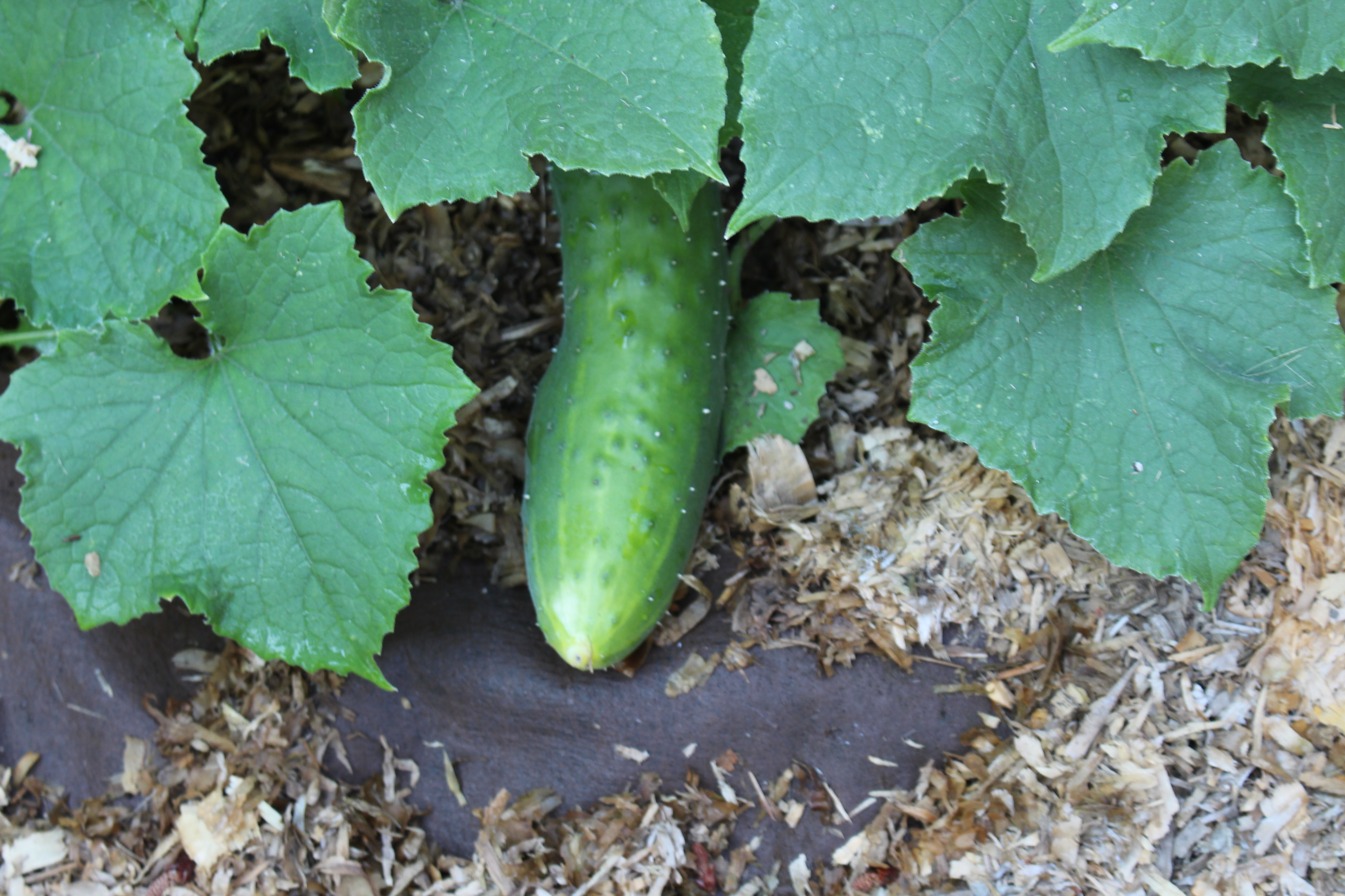 Cucumber IMG_0580 Cucumber IMG_0580