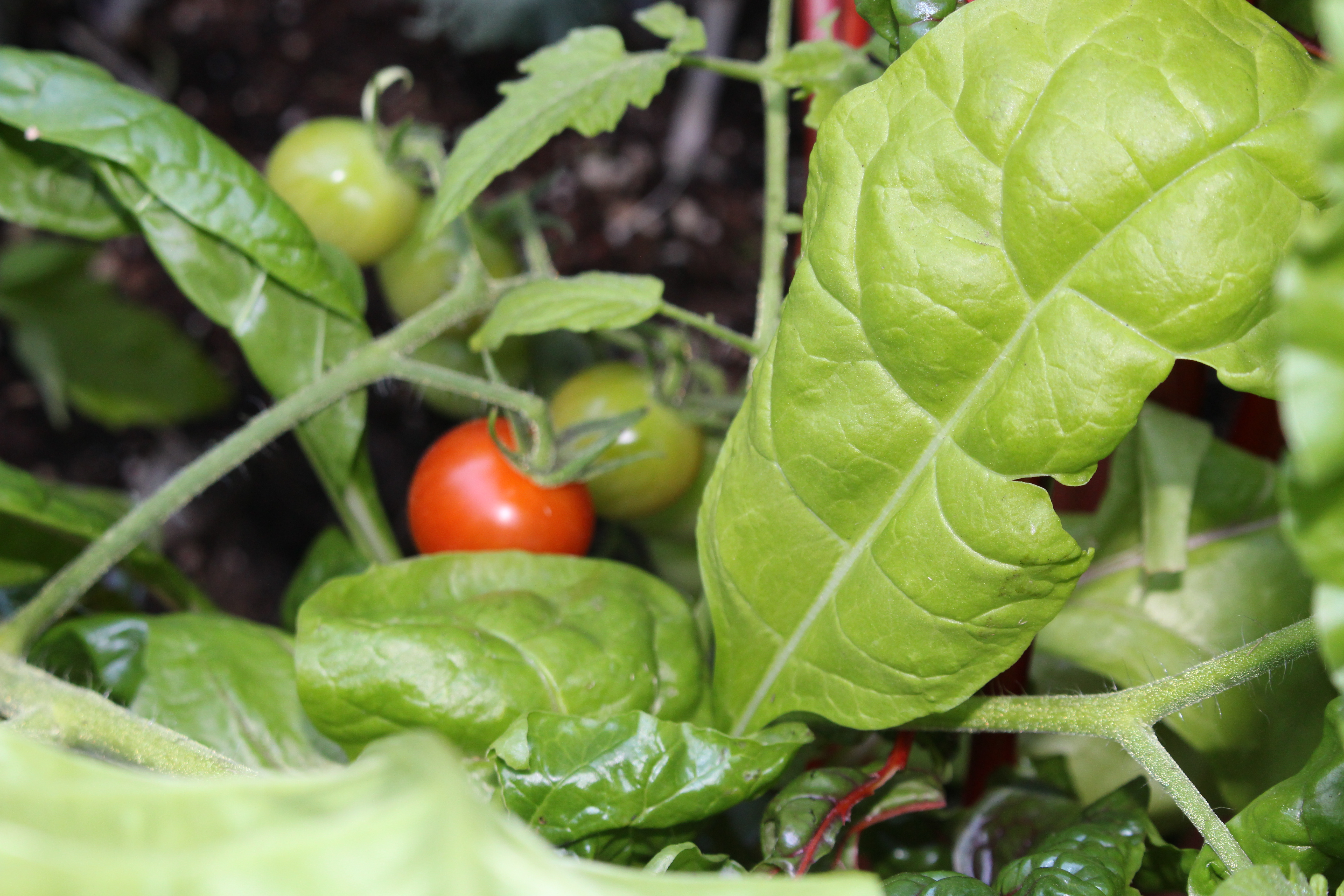 Tomato Among Chard IMG_0585 Tomato Among Chard IMG_0585
