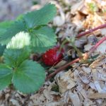 Strawberry IMG_0566
