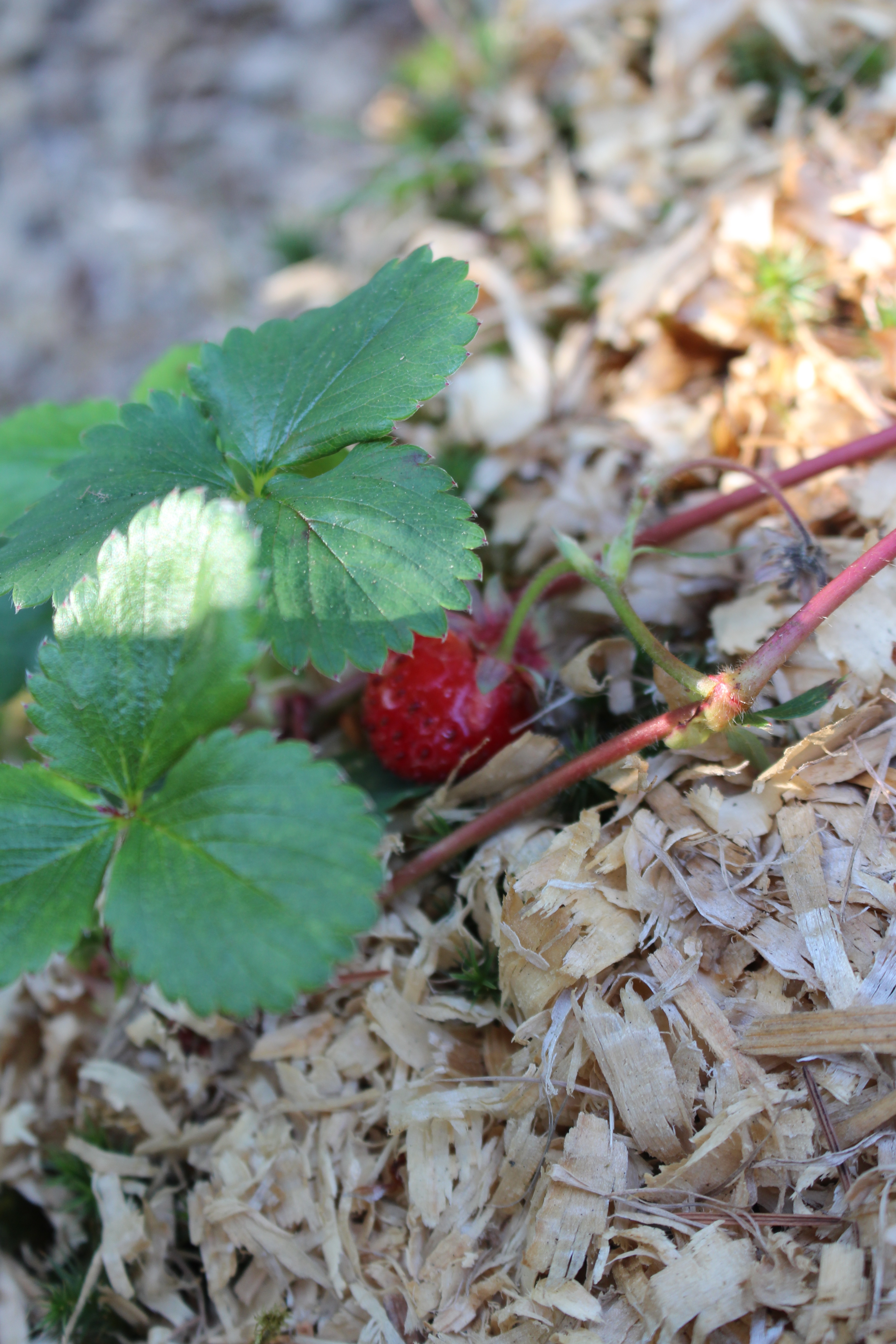 Strawberry IMG_0566 Strawberry IMG_0566