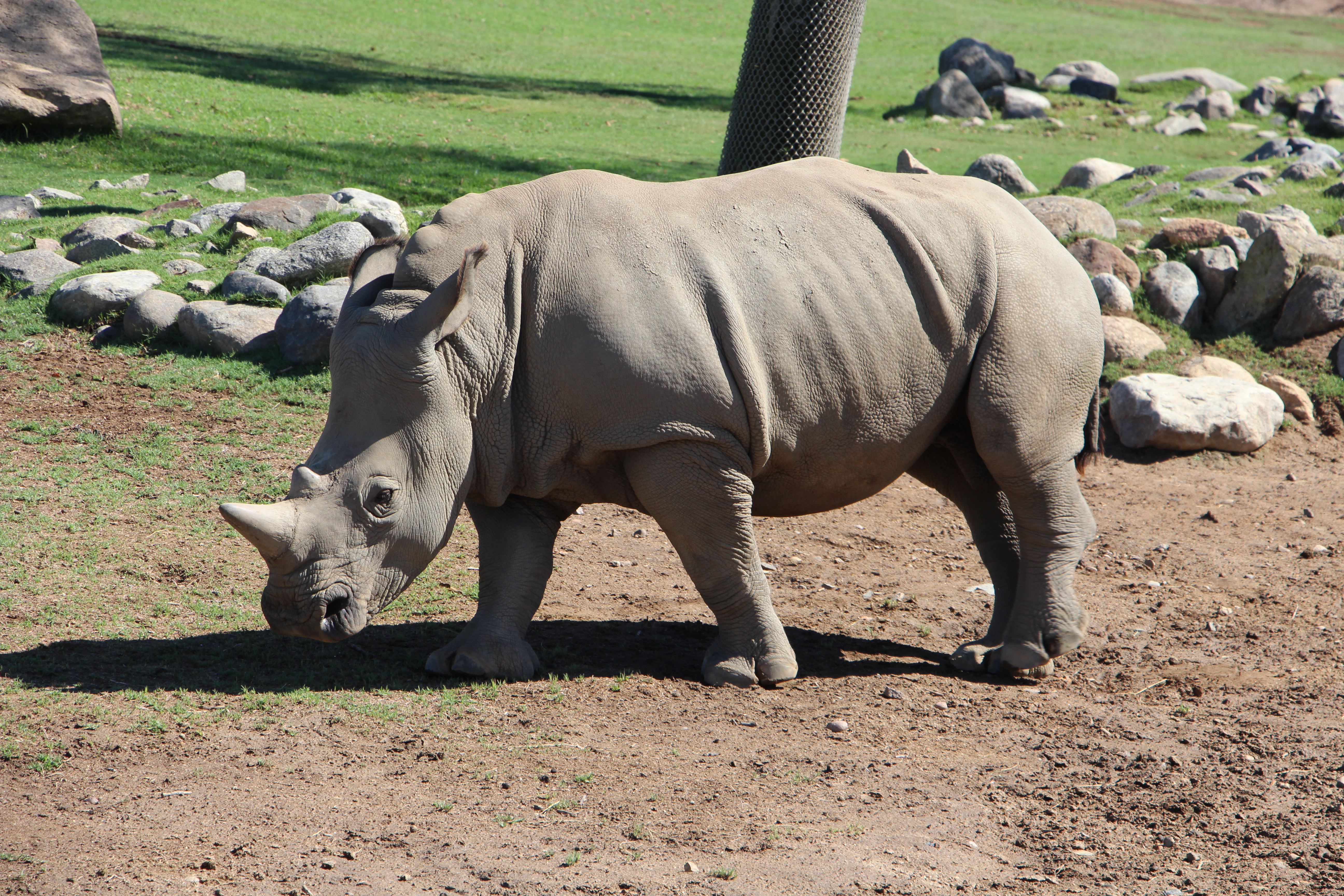 Safari Park Rhino IMG_5265