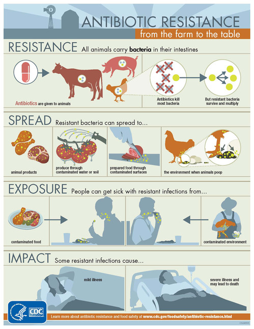 Antibiotic Use in Animals ar-infographic-950px-thumb-500x646-17666