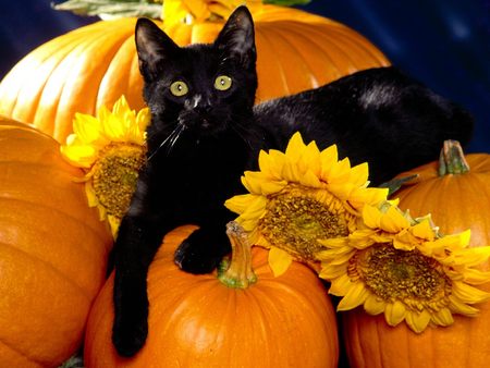 Halloweencat Halloweencat