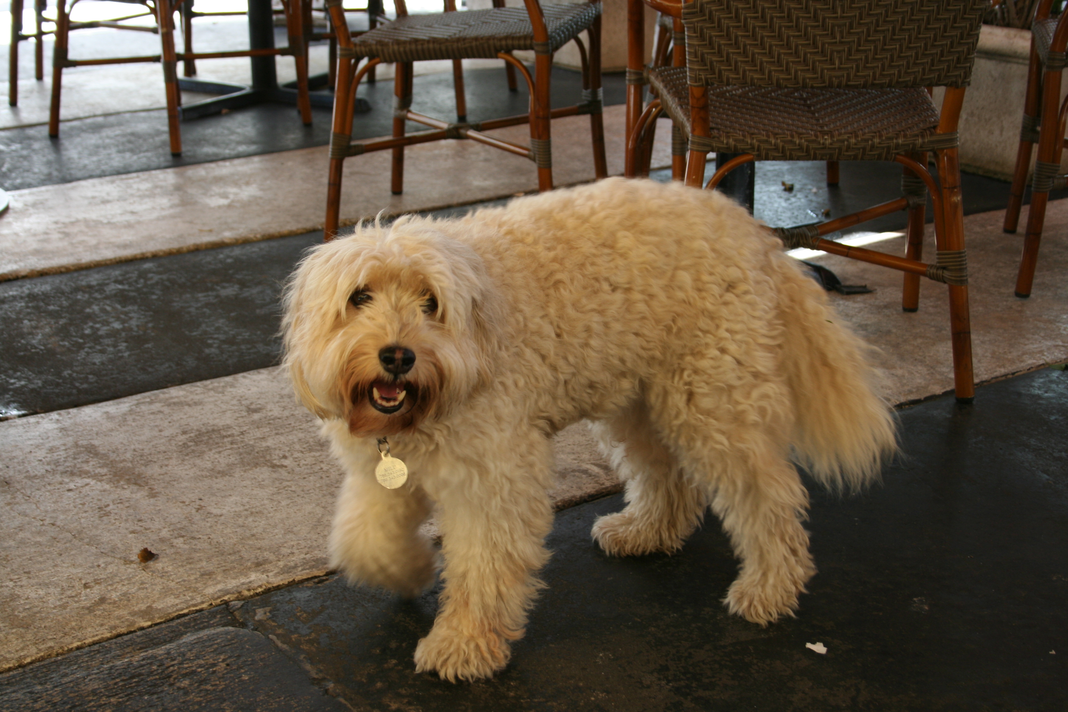 Dog Shaggy Snow Miami Airplanes Lincoln Rd 236
