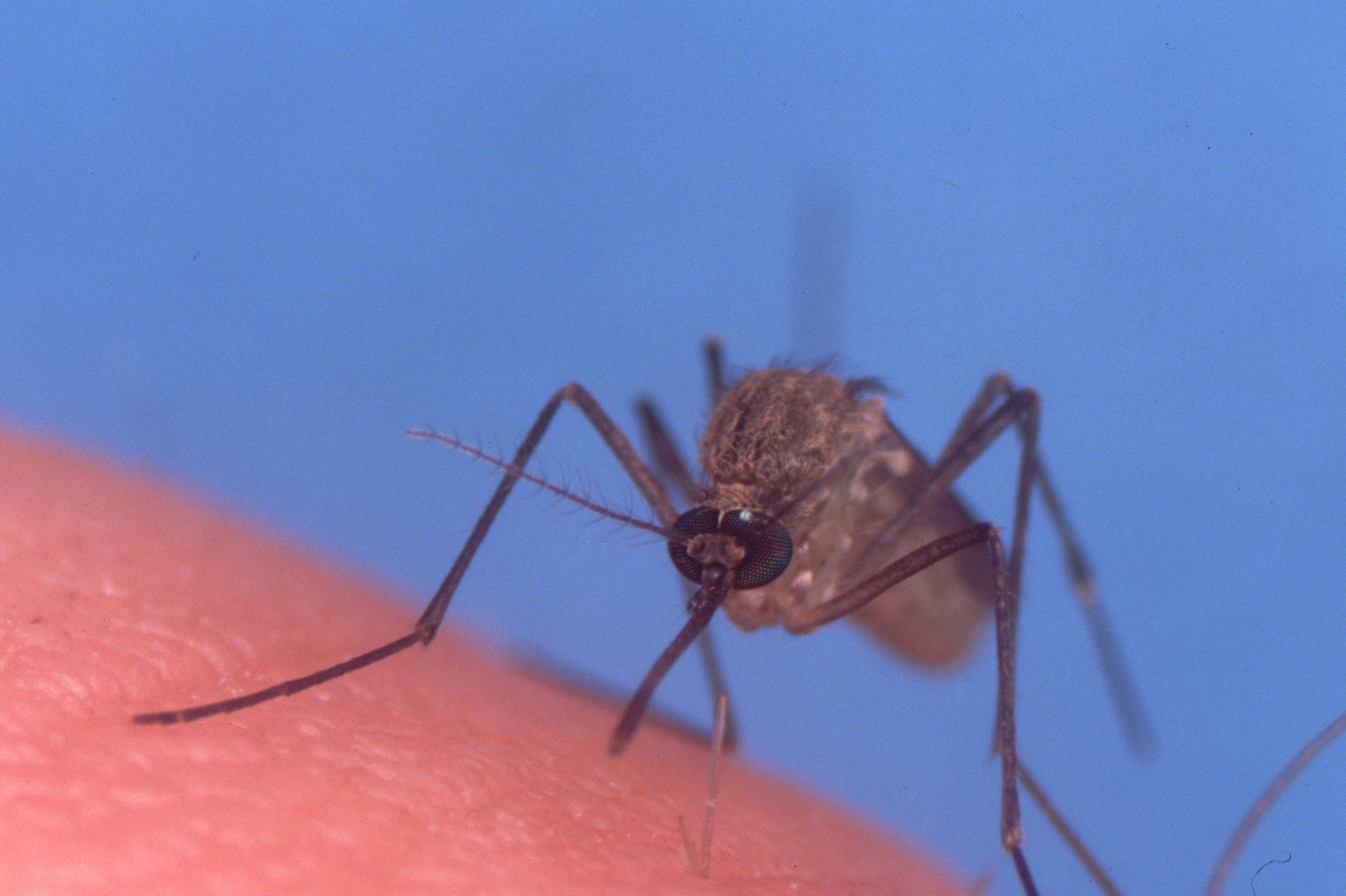 Mosquito