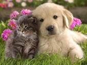 Cat and Dog ACC-petfriends