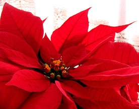 A poinsettia