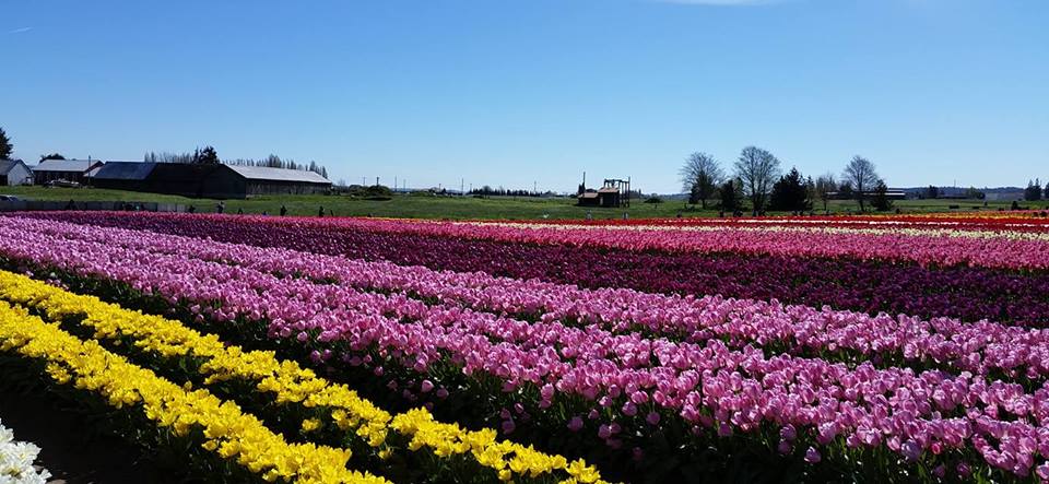 Tulip Firlds 2016