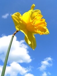 Daffodil-1398442