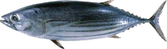 Tuna