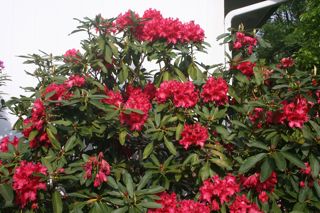 Rhodie Red IMG_0833