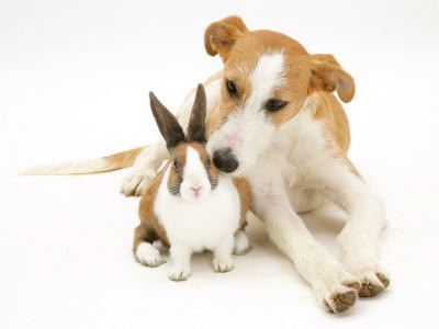 Rabbit and Big Dog Brown and White