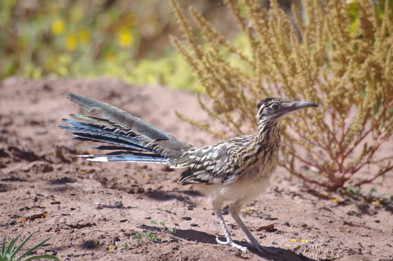 Road Runner imgp4136