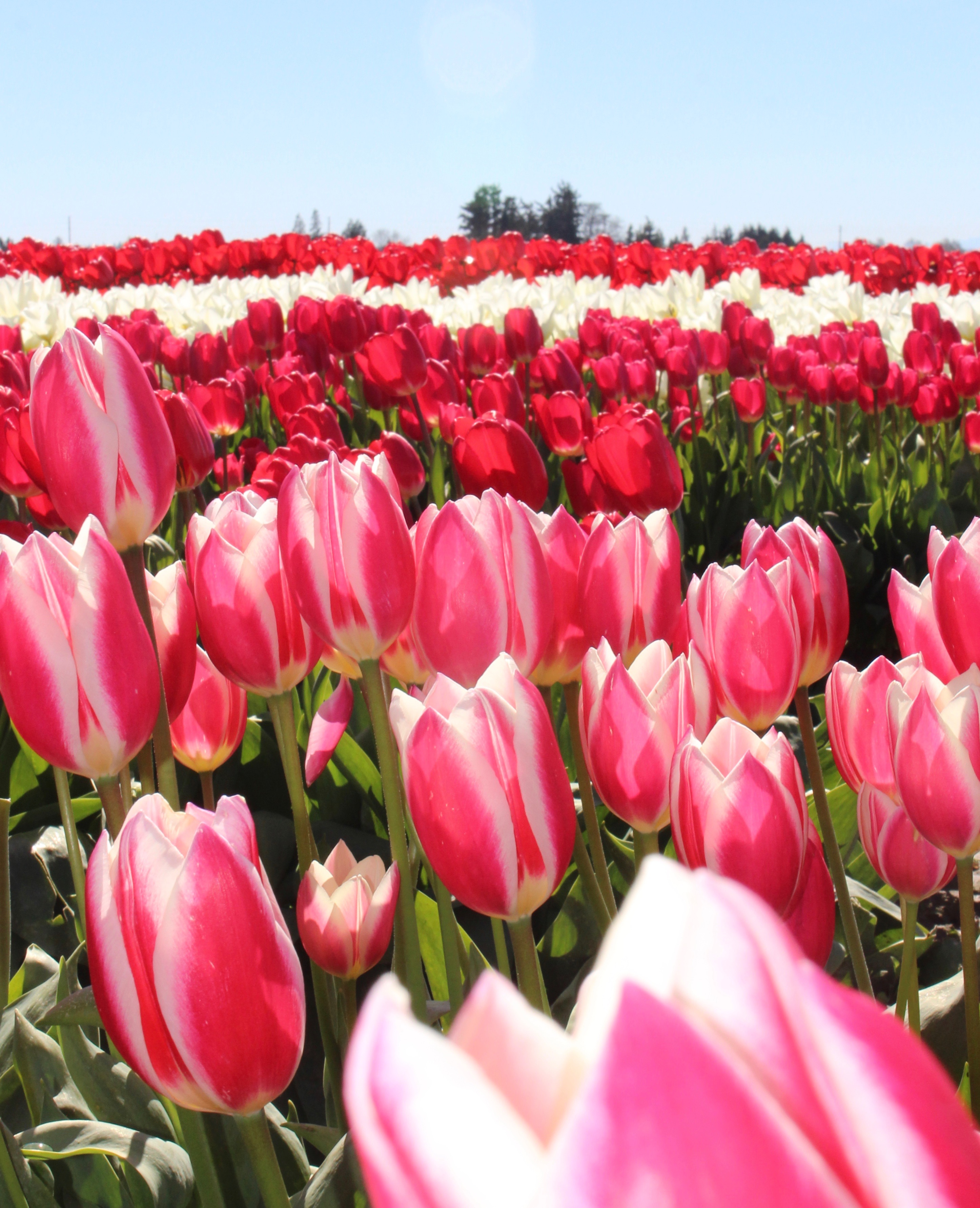 Tulips Pink Stripped IMG_0761.jpg.exporting