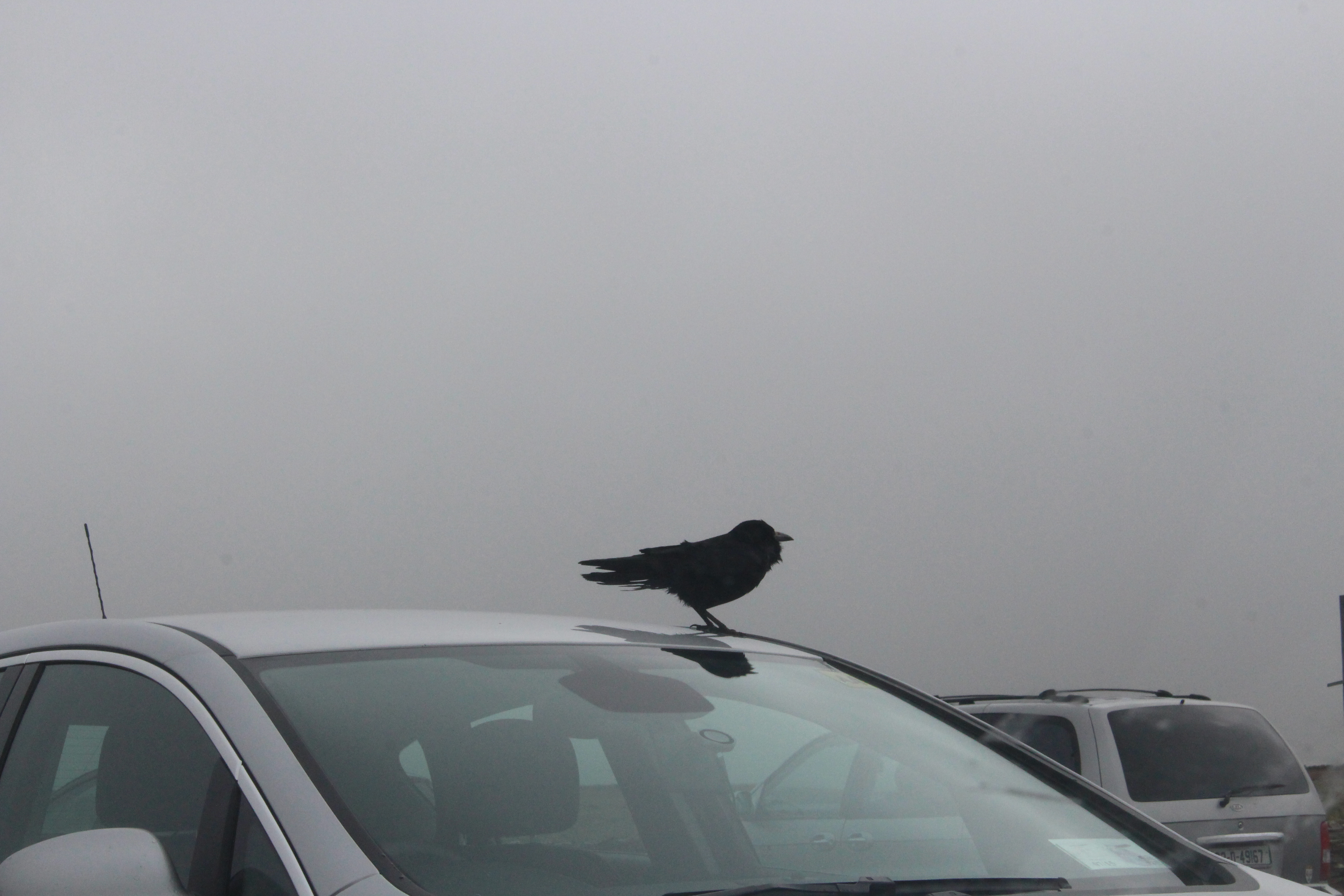 Crow on Car IMG_8866