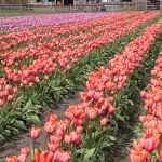 Boomer bloggers moving forward in life Tulip Fields 2917