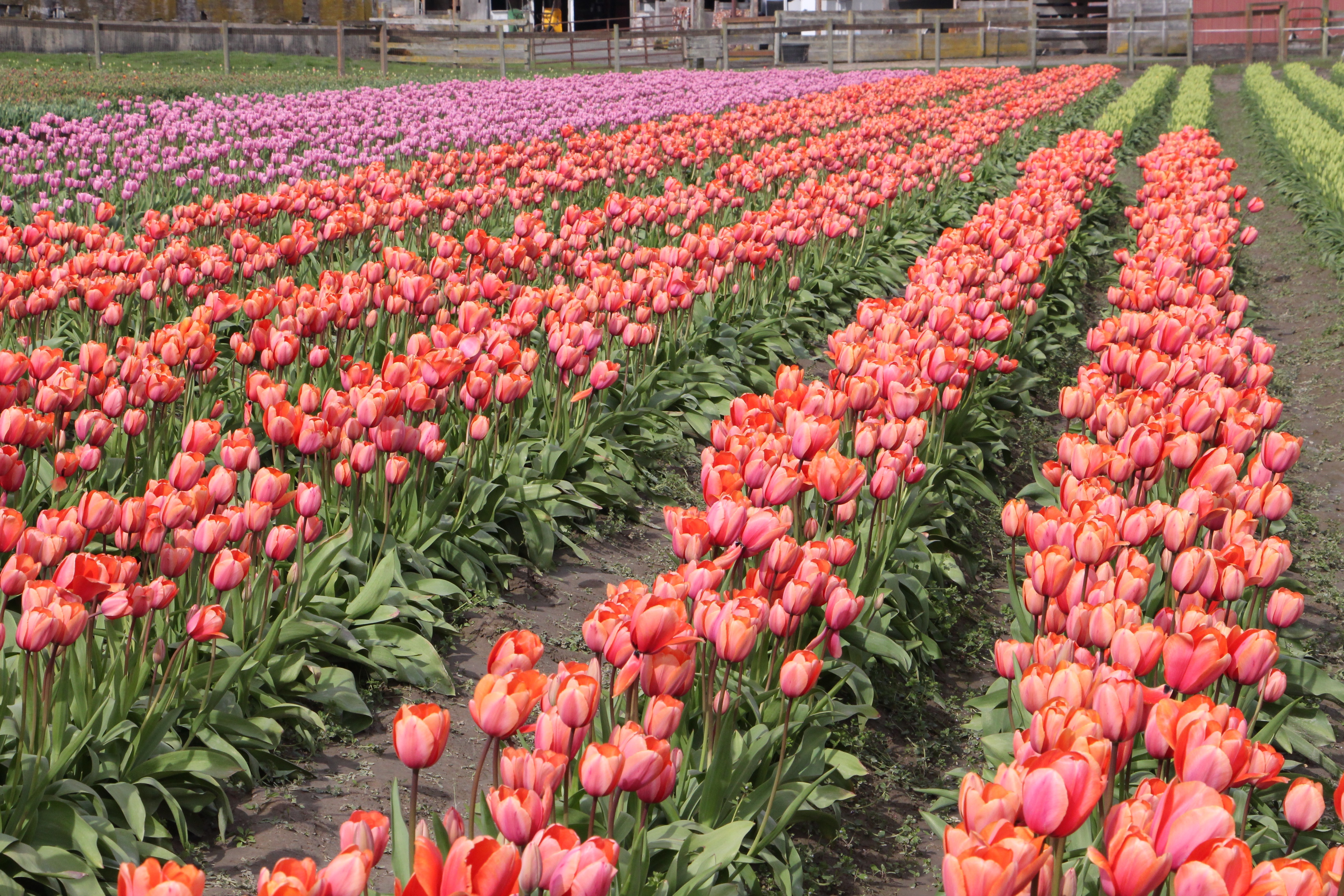Tulip Fields 2917