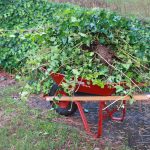 Don’t plant ivy in your yard Ivy Neighbors 2