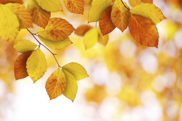 Fall Into Winter