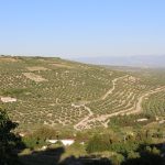 Today’s consumer tip: Buy extra virgin olive oil Olive Grove IMG_6304