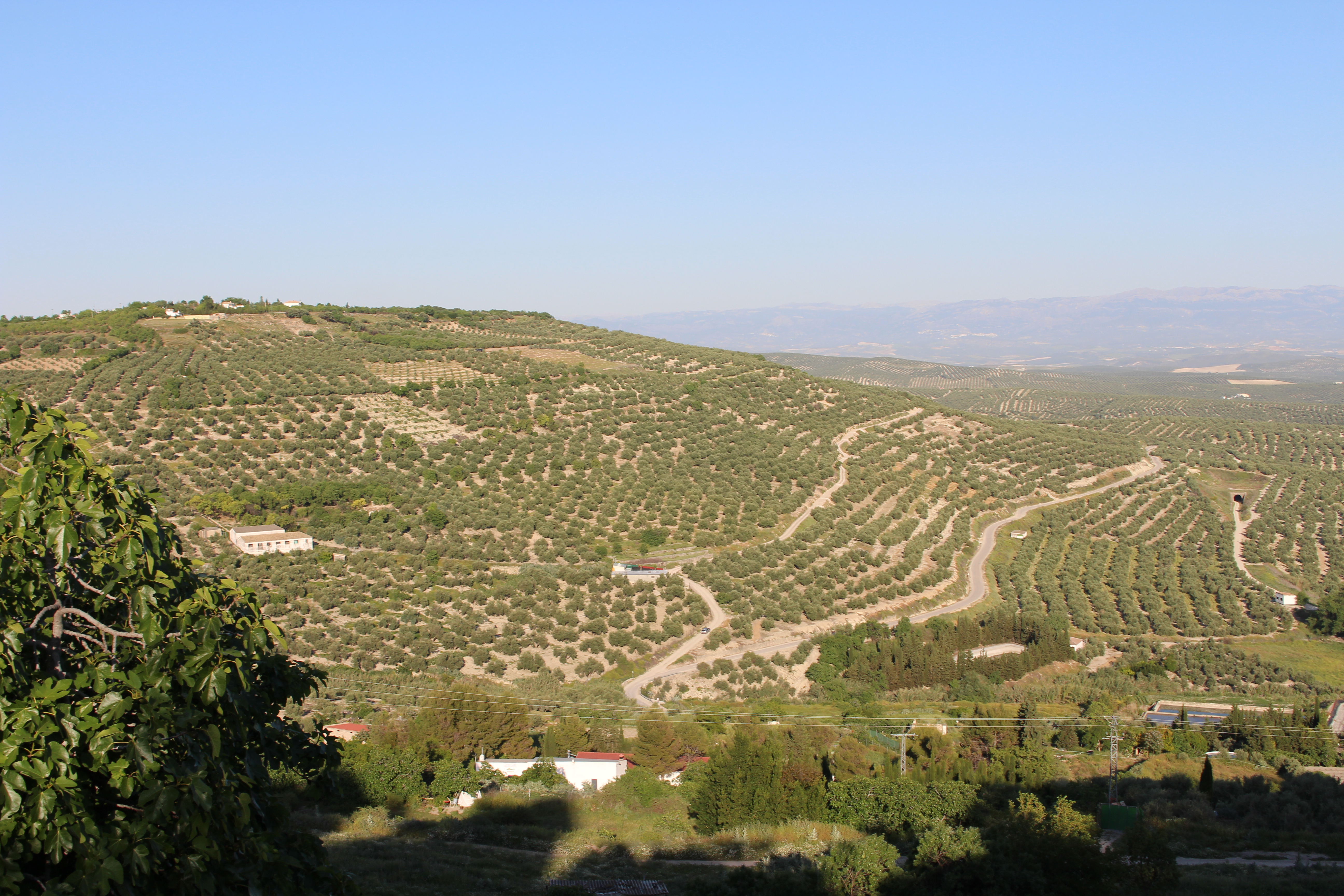 Olive Grove IMG_6304