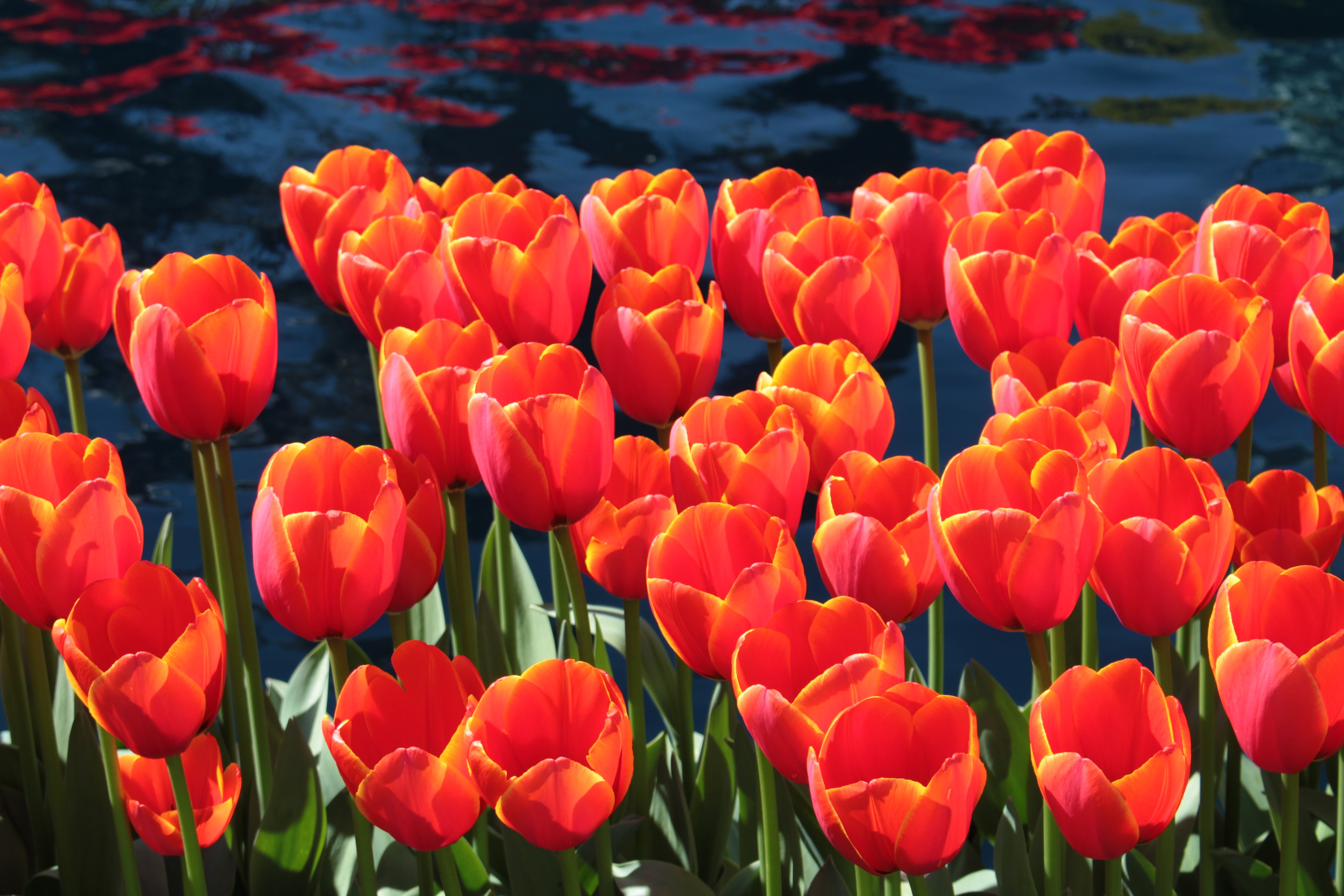 Tulips Orange Group